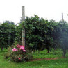 PROSECCO-Teresa RIZZI - Valdobbiadene -BRUT