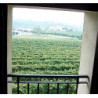 PROSECCO-Teresa RIZZI - Valdobbiadene -BRUT