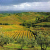 Rn-Toskana - Chianti  Riserva Badiolo 2016er