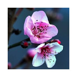 Saison - Weinberg-Pfirsich SECCO - 0,75