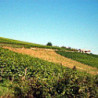 Franken - Silvaner Trocken - Grossostheimer 2025er