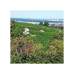 Franken - Silvaner Trocken - Grossostheimer 2025er