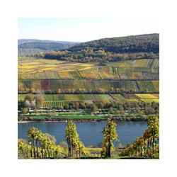 Pfalz - Edenkobener Pfalzrubin