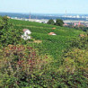 Franken - Silvaner Trocken - Grossostheimer 2025er