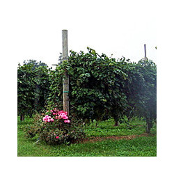 Valdobbiadene - PROSECCO-Teresa RIZZI - BRUT