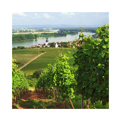 Pfalz - EDE Portugieser Weißherbst mild Liter 2024er