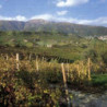 Rn-Veneto -  LE BINE Valpolicella Classico 2021er
