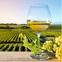 Franken - Silvaner Trocken - Grossostheimer 2025er