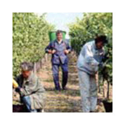 Franken - Bacchus von Behringer- Abtswind 2023er