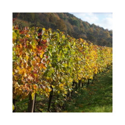 Franken - Bacchus von Behringer- Abtswind 2023er