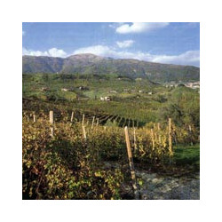 Veneto -  LE BINE Valpolicella Classico 2021er