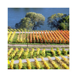 Pfalz - Edenkoben Weissherbst TROCKEN 2024er