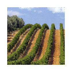 Rn-Apulien - Negroamaro - Castello Monaci - MARU 2021er
