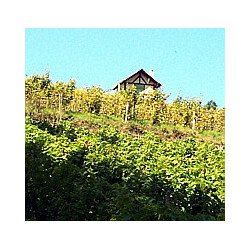 Pfalz - Sauvignon Blanc - Nollen Erben - Trocken 2024er