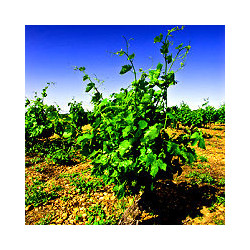 Apulien - Salice Salentino Riserva Duca di Salento 2018er