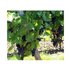 Pfalz - Sauvignon Blanc - Nollen Erben - Trocken 2024er