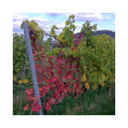 Pfalz - Sauvignon Blanc - Nollen Erben - Trocken 2024er
