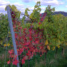 Pfalz - Sauvignon Blanc - Nollen Erben - Trocken 2024er