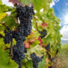 Rn-Beaujolais - Villages Château Varennes 2021er