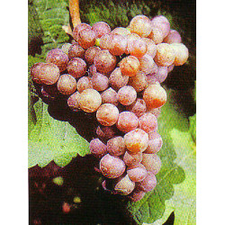 Elsass - EDELZWICKER - Roi Dagobert  AOC Blanc