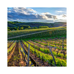 Rn-Burgund - Château de Dracy - Bourgogne Rouge 2013er