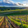 Rn-Burgund - Château de Dracy - Bourgogne Rouge 2013er