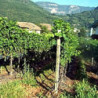 Rn-Südtirol - Grauvernatsch - Rotwein 2011er