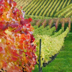 Vin Santo - Paradiso - Toskana 2011er