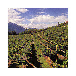 Rn-Südtirol - Sankt Magdalener Classico 2024er