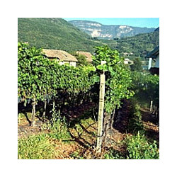 Südtirol - Grauvernatsch - Rotwein 2011er