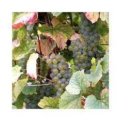 Elsass - EDELZWICKER - Roi Dagobert  AOC Blanc Kein JG