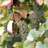 Elsass - EDELZWICKER - Roi Dagobert  AOC Blanc Kein JG