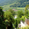 Österreich - Blauer Zweigelt - Ltr 2023er