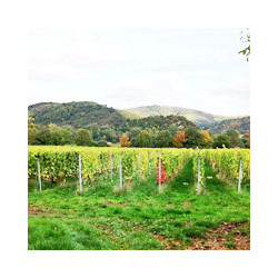 GN-Rheinhessen - Beerenauslese - Nollen Erben 0,375
