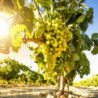 Elsass - Cremant d.Alsace - Blanc St.Eloi Kein JG
