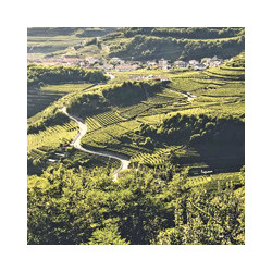 Rosé - Prosecco - Arnaces - SPUMANTE - Friuli