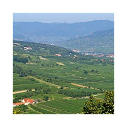 Österreich - Blauer Zweigelt - Ltr 2023er