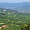 Österreich - Blauer Zweigelt - Ltr 2023er