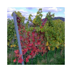 Pfalz - Gewürztraminer - Feinherb 2025er