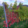Pfalz - Gewürztraminer - Feinherb 2025er
