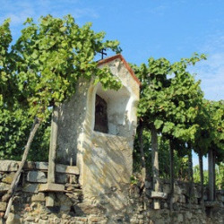 Pfalz - Gewürztraminer - Feinherb 2025er