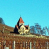 Pfalz - Gewürztraminer - Feinherb 2025er