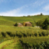 Rn-Piemont - GAVI - Monfiore 2024er