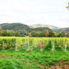 Rheinhessen - Beerenauslese - Nollen Erben 0,375