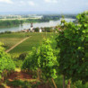 Rheinhessen - Beerenauslese - Nollen Erben 0,375