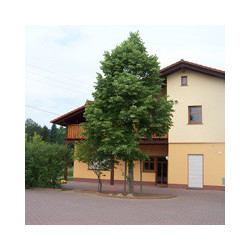 Franken - Domina - Grossostheimer BB 2025er