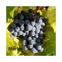 Bordeaux - GRAVES - Château de Callac 2015er