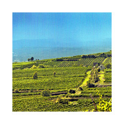 Österreich - Kolkmann Zweigelt Perfektion 2023er