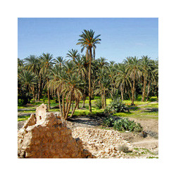 THIBARINE - der Kräuterlikör aus Tunesien.