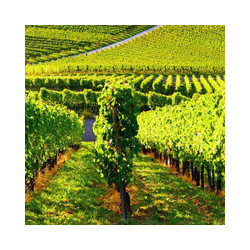 Valdobbiadene - Garganega - Villa VINCENTO